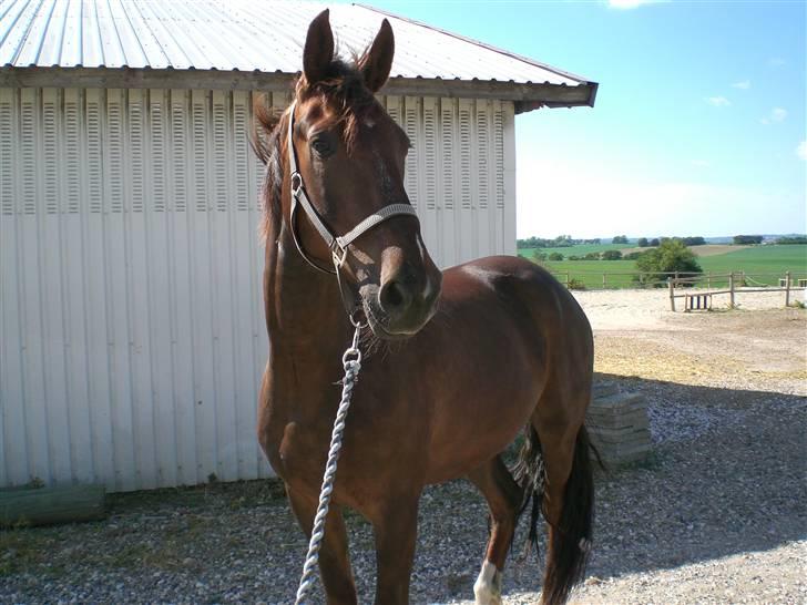 Anden særlig race Magic - Jeg er en rigtig charmetrold når jeg gider være det... billede 10