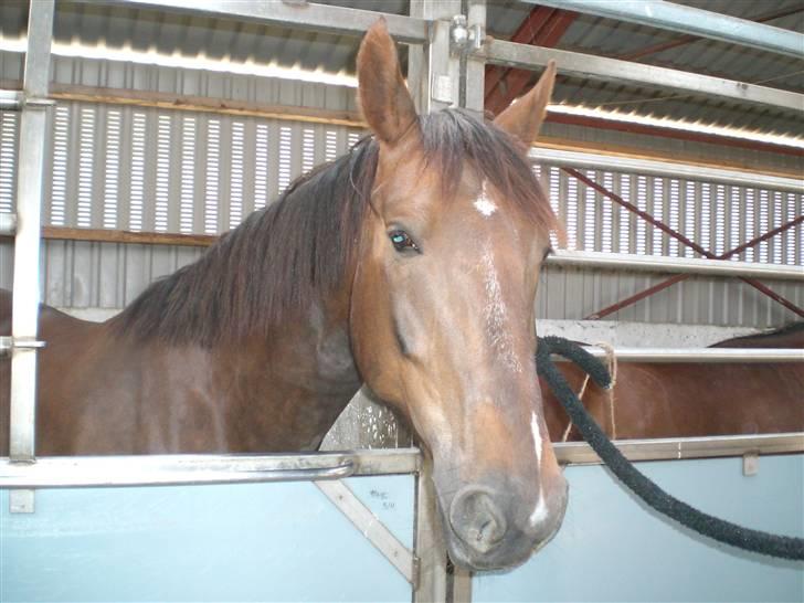 Anden særlig race Magic billede 11