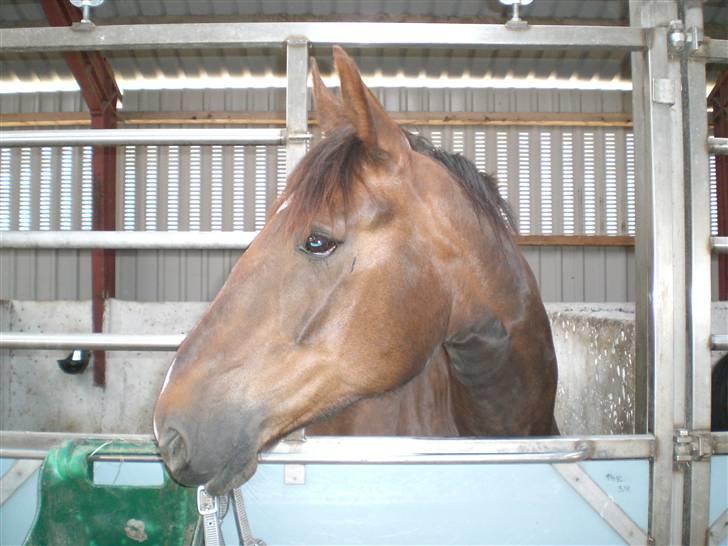 Anden særlig race Magic - Kan godt lide at kigge efter damer på staldgangen billede 12