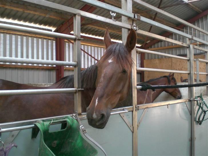 Anden særlig race Magic billede 13