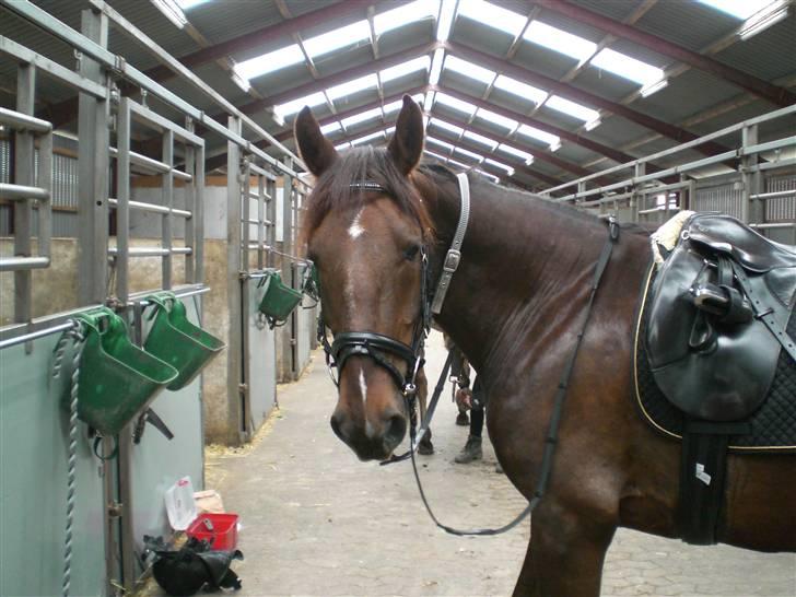 Anden særlig race Magic - Efter en llile tur i ridehalle. billede 14