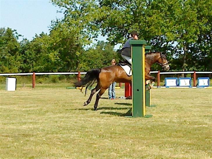 Anden særlig race Cassiopeia - Klubstæve BRA 31/6 billede 15