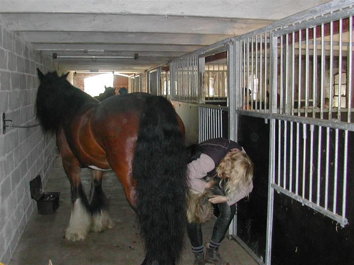 Irish Cob Bart - når enden er god..... billede 7