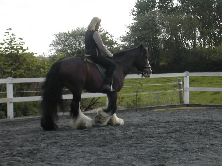 Irish Cob Bart - vores nye dejlige ridebane billede 8