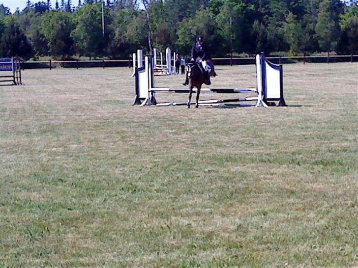 Anden særlig race Cassiopeia - Klubstæve BRA 31/6 billede 16