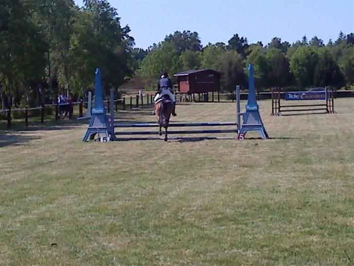 Anden særlig race Cassiopeia - Klubstæve BRA 31/6 billede 17