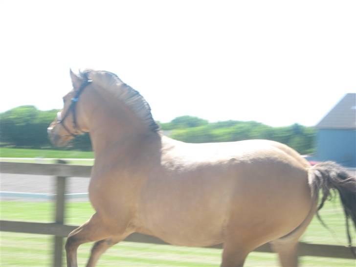 Anden særlig race Seven - se lige migjeg er en galop hest : foto miig billede 2