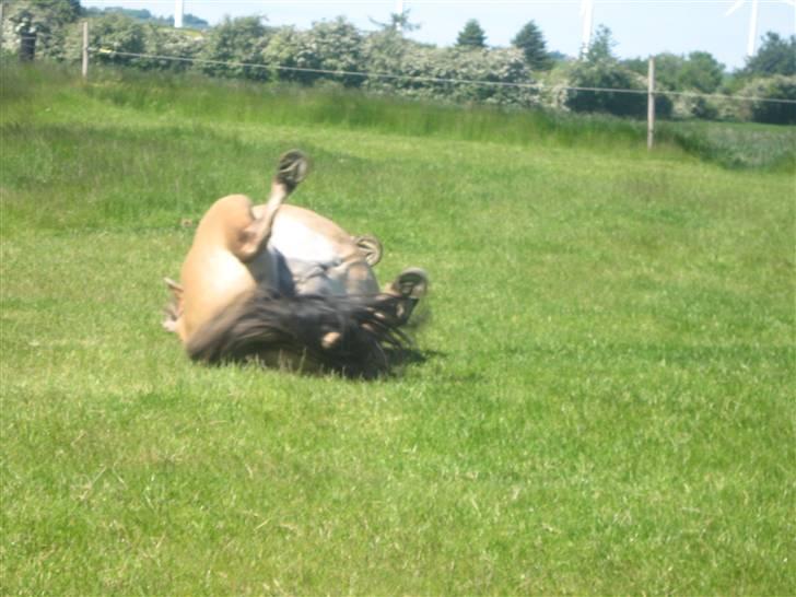 Anden særlig race Seven - så varmt skal lige ligge lidt : foto miig billede 3