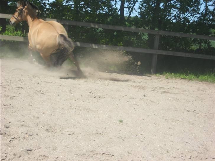 Anden særlig race Seven - hay mad den anden vej ``VEND OMMMMMM`` : fotto miig billede 4