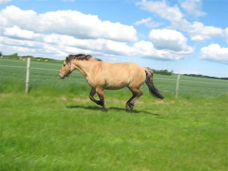 Anden særlig race Seven - glem det, uden mad og drikke kommer hesten ikke : foto miig billede 5