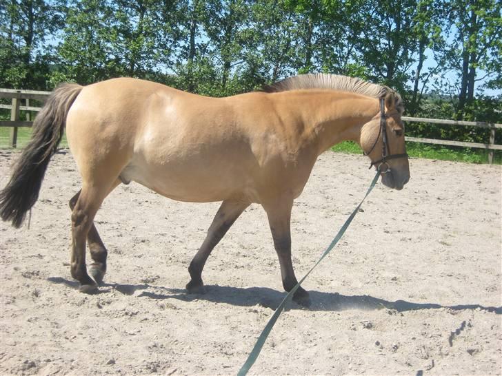 Anden særlig race Seven - skal jeg virkelig : foto miig billede 6