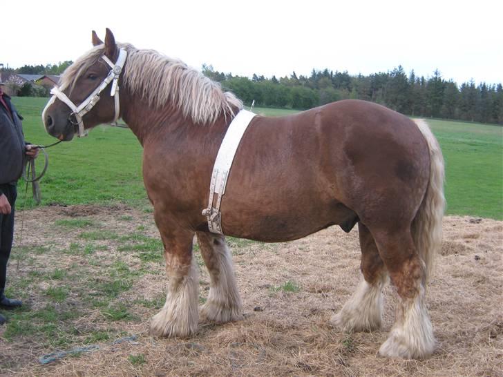 Jyde Conrad - tjek lige den lækre dreng ud : foto miig billede 11