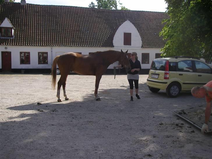 Dansk Varmblod Comet - Lige kommet ud af traileren :) billede 12