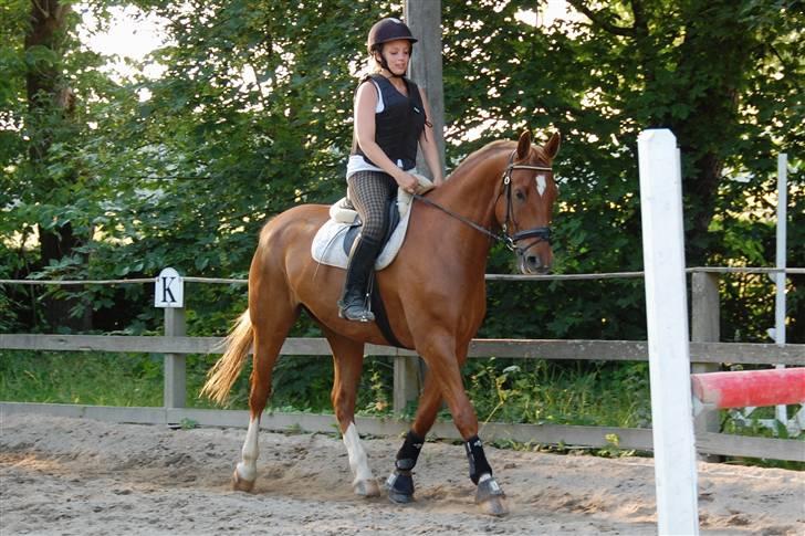 Dansk Varmblod Comet - Min fiiine dreng og jeg 5. gang jeg red ham... billede 16