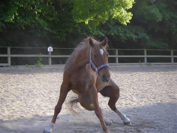Dansk Varmblod Comet - Uuuh det er lidt hårdt at komme op igen :) På vej op efter en rulletur :) billede 17