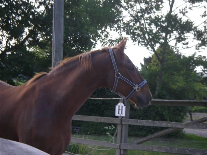 Dansk Varmblod Comet - Er han lige den smukkeste? Det tror jeg nok han er... :) billede 20