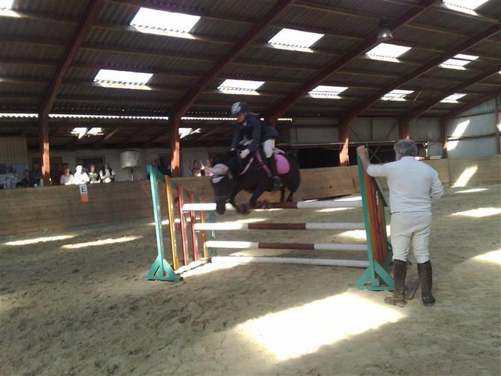 Anden særlig race Toxic Daisy - Højdespringning 110 cm - Vandt! billede 11