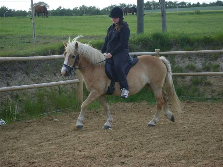 Haflinger Freja * billede 13