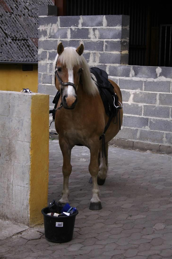 Haflinger Freja * billede 14