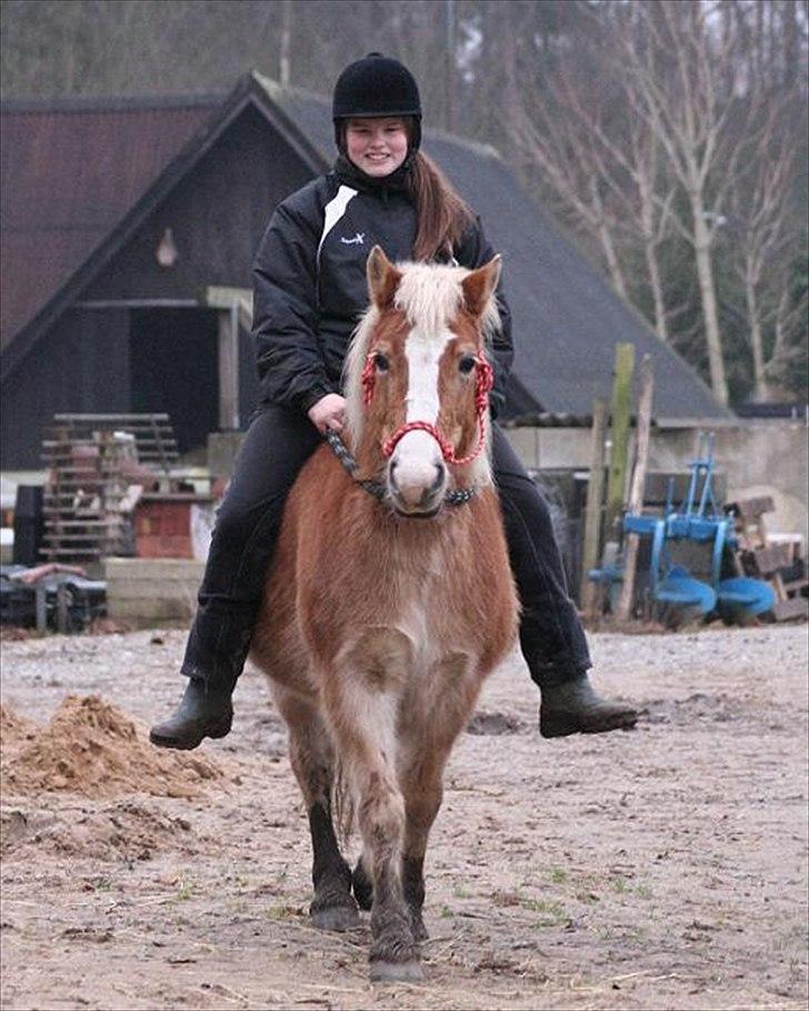 Haflinger Freja * billede 15