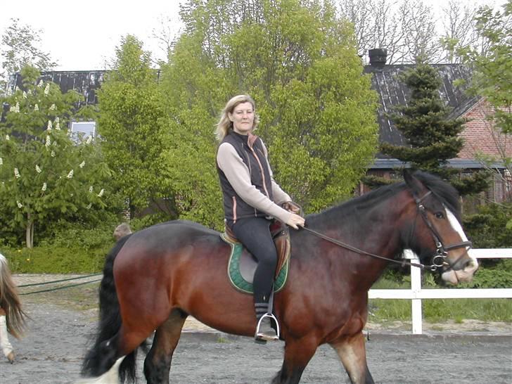 Irish Cob Bart - min smukke ven billede 9