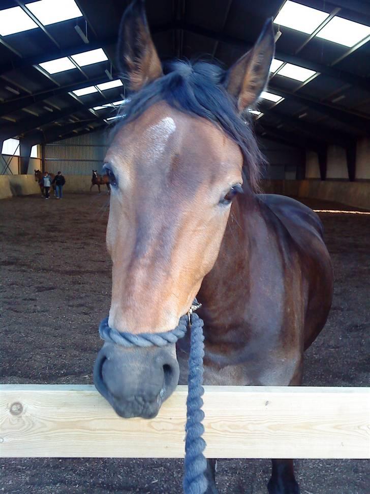 Pinto Squaws Last Mohican - Min frækkert... billede 1