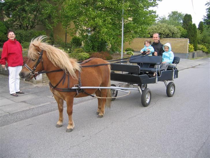 Shetlænder Egon Sporup - Egon på besøg hos bedstemor billede 13