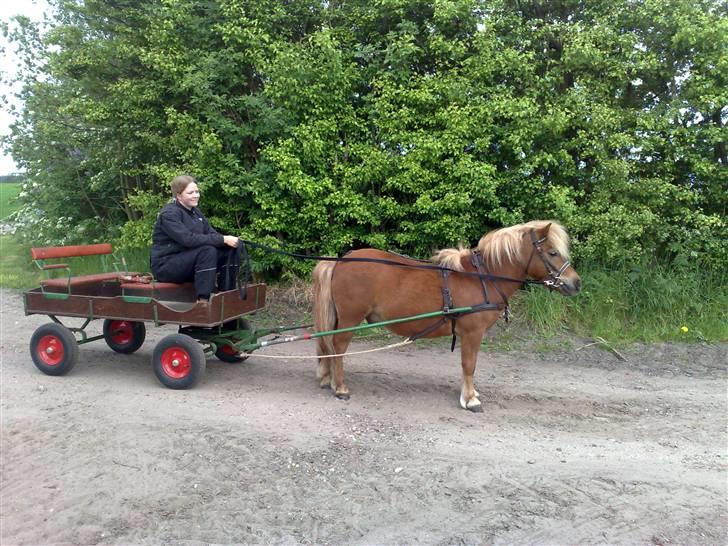 Shetlænder Egon Sporup - Egon på sin første køretur  billede 14