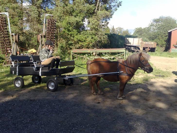 Shetlænder Egon Sporup - Så er Egon klar til sin anden køretur billede 15