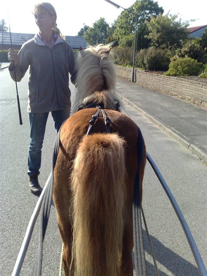 Shetlænder Egon Sporup - sådan ser han ud fra vognen ;o) billede 16