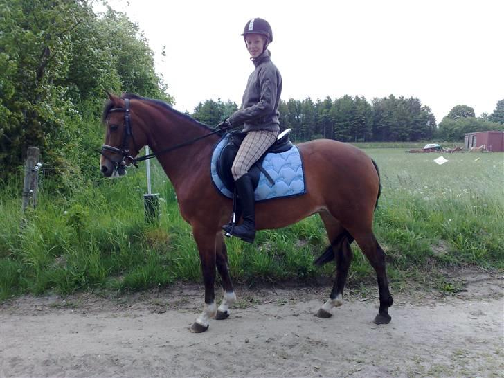 New Forest Bøgelunds Sarina NF 2078 - helle der lige er oppe og ride :D  billede 17