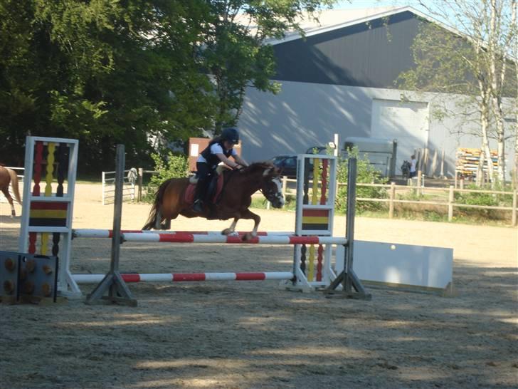 Welsh Mountain (sec A) Arto Déto (R.I.P) :( - han elsker og springe<3 billede 14