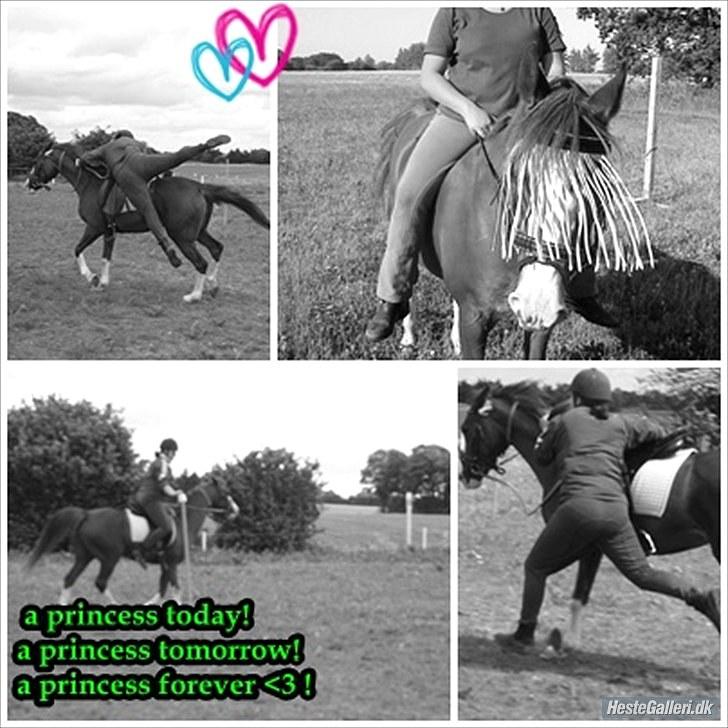 Hollandsk Sportspony Jade<3 Princess <3 :* den bedste himmel hest  - hvor er hun smuk der<3 billede 1