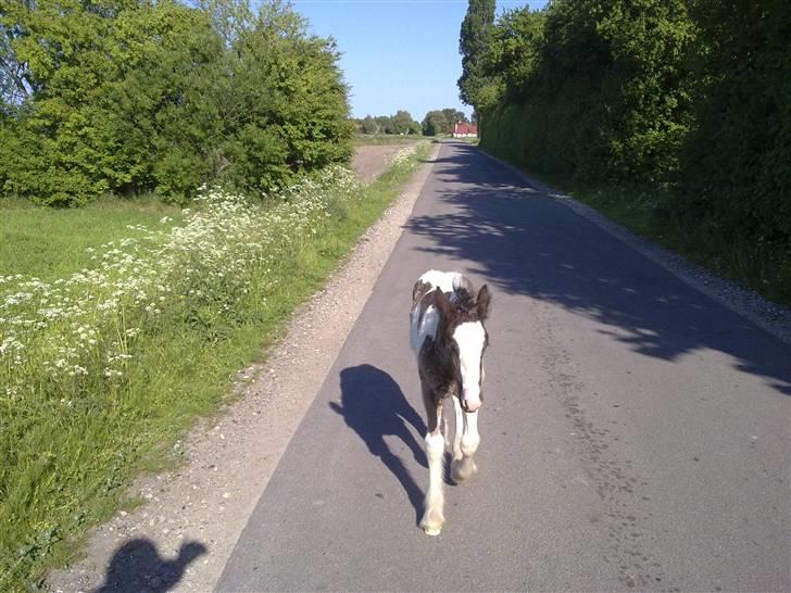 Irish Cob columbus ( solgt ) billede 15