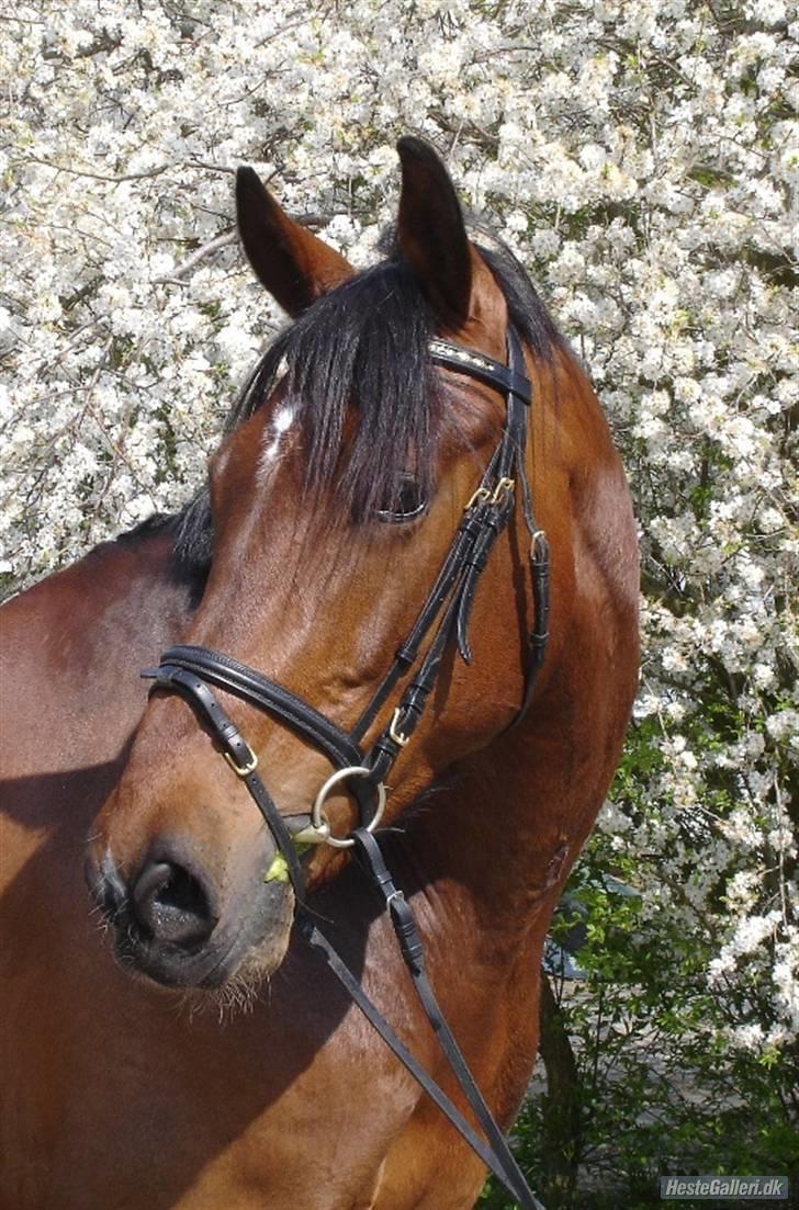 Anden særlig race Macon <3 (R.I.P 24.11.10) - foråret 09 billede 14