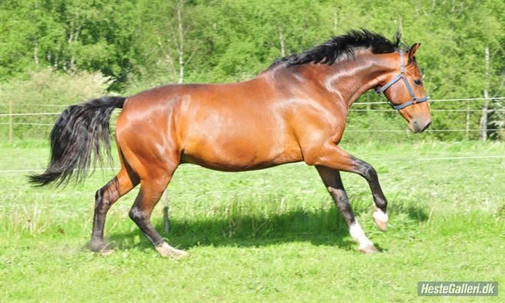 Anden særlig race Macon <3 (R.I.P 24.11.10) - foråret 09 billede 17