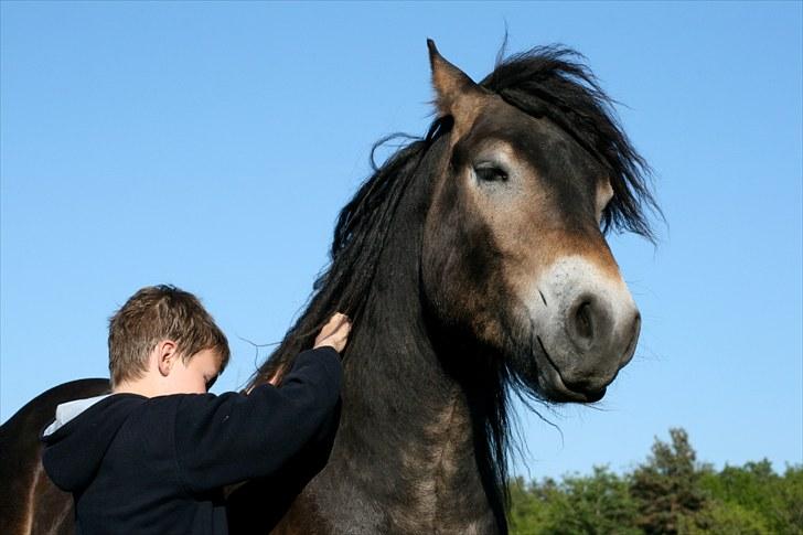 Nordsvensk Skovhest Ohm - massage er altid en nydelse billede 4