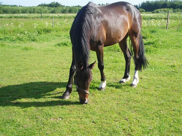 Dansk Varmblod Linette Stridsholt billede 14
