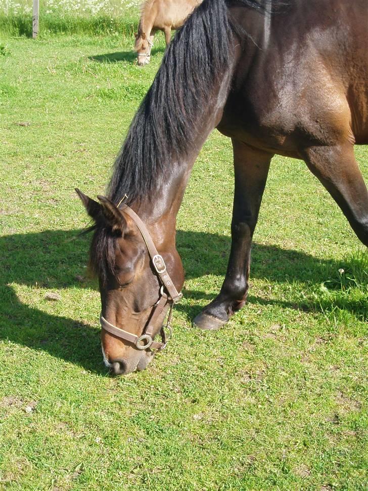 Dansk Varmblod Linette Stridsholt billede 15