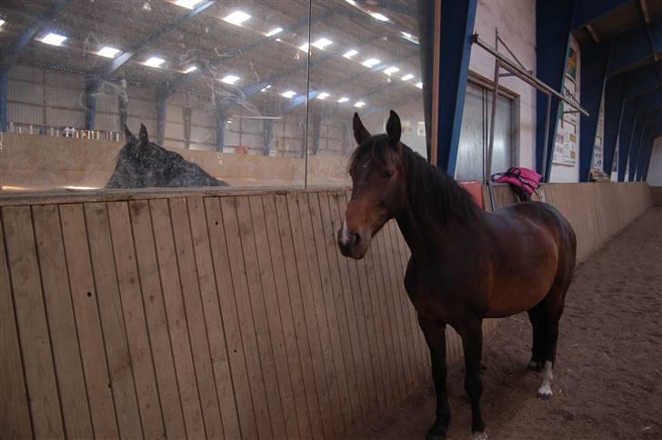 Dansk Varmblod Linette Stridsholt billede 16