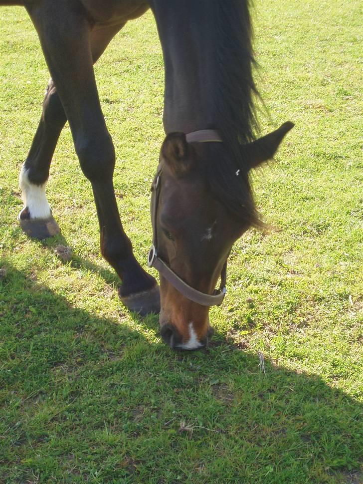 Dansk Varmblod Linette Stridsholt billede 17