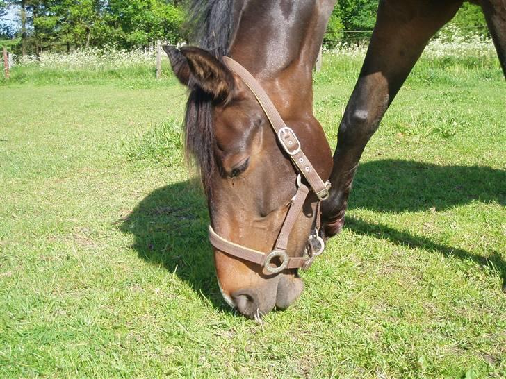 Dansk Varmblod Linette Stridsholt billede 18