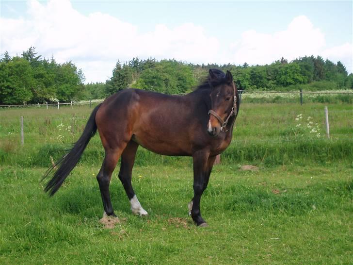 Dansk Varmblod Linette Stridsholt billede 19