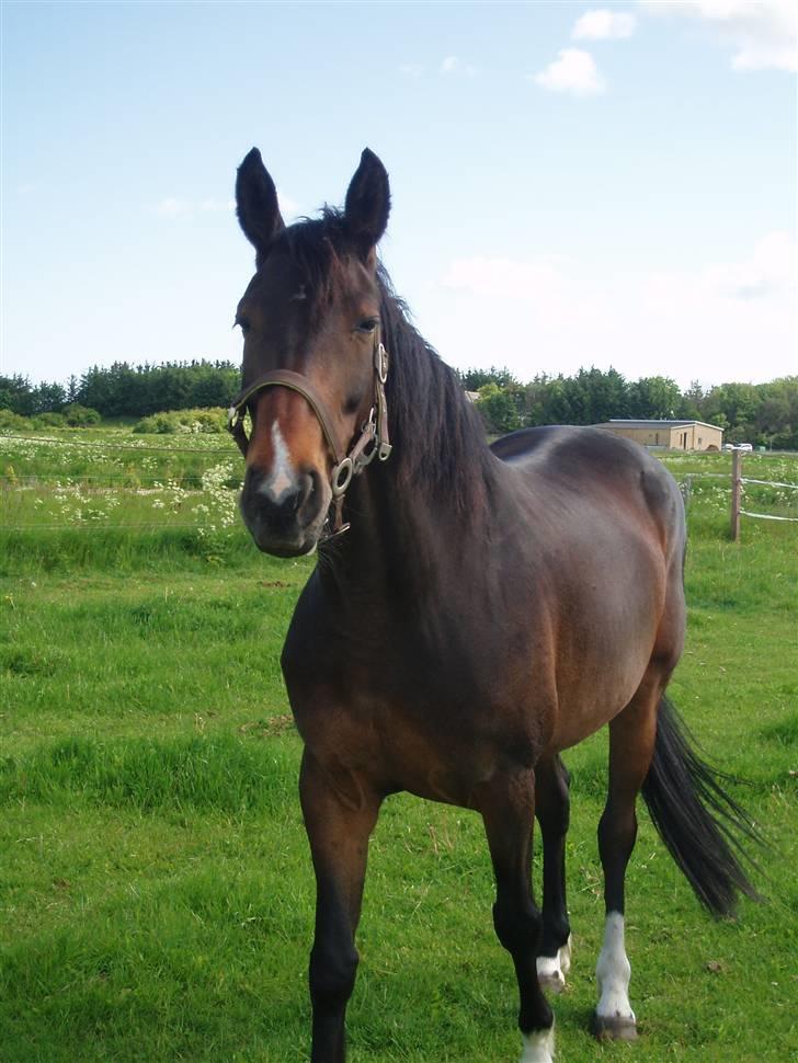 Dansk Varmblod Linette Stridsholt billede 20