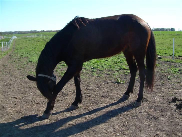 Standardbred India Spirit(passer) - Åhh Mit ben det klør billede 15