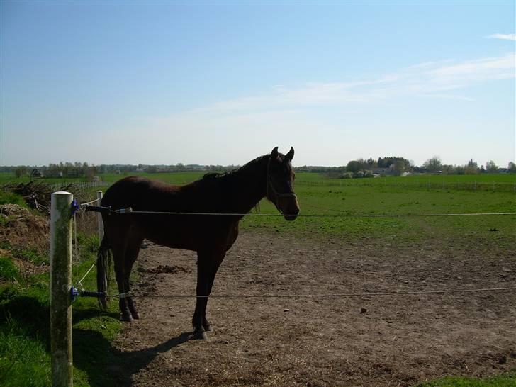 Standardbred India Spirit(passer) - Heldigvis får jeg ikke stød selv om min hale rør hegnet billede 16