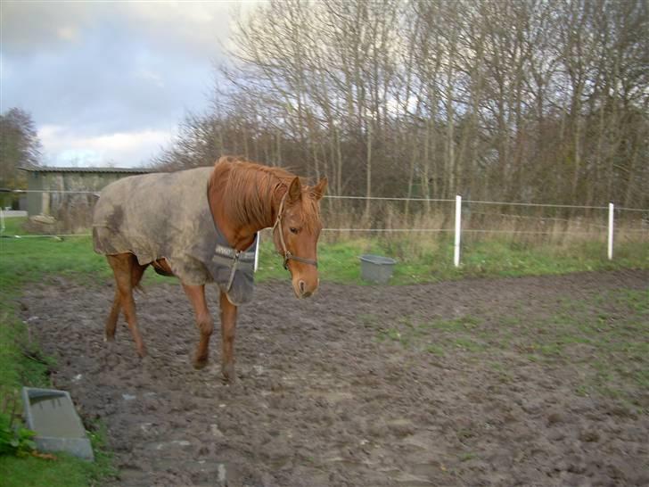 Traver Kristi Spirit - Her er jeg på vej væk billede 11