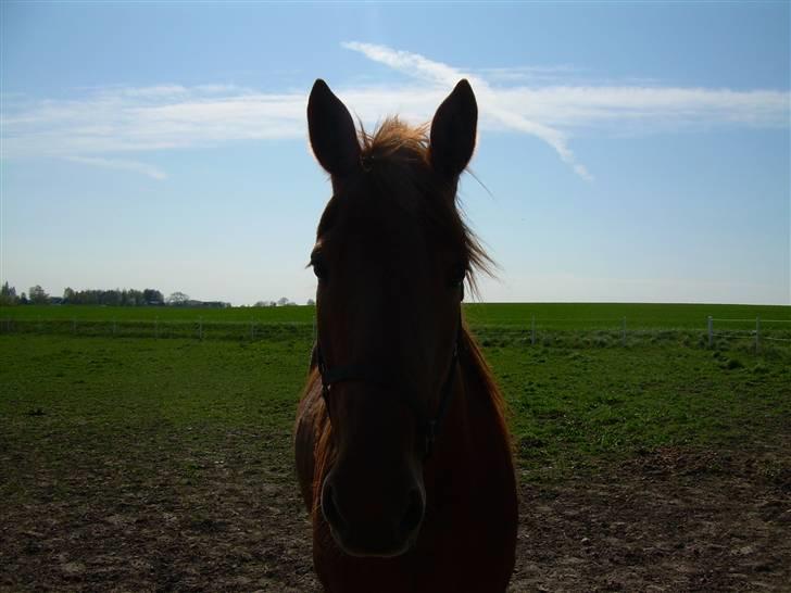 Traver Kristi Spirit - Her blev jeg godt nok lidt mørk billede 14
