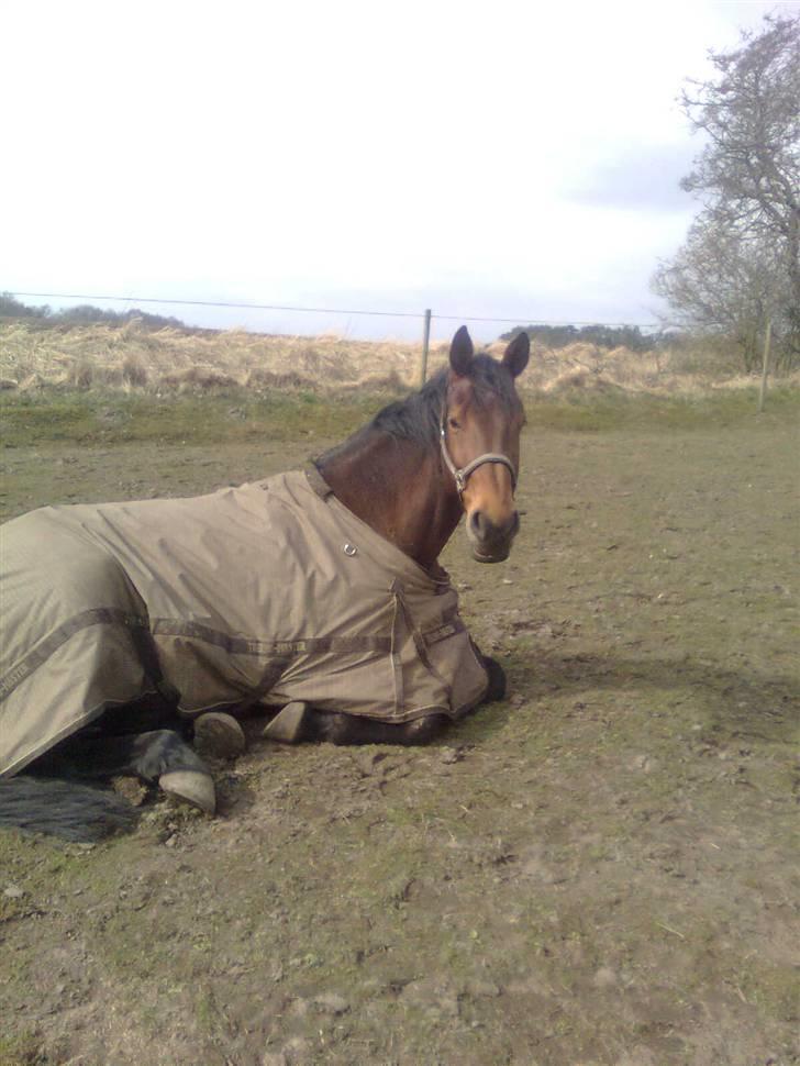 Holstener Chateau - Velkommen til Chateau`s profil<`3 billede 1