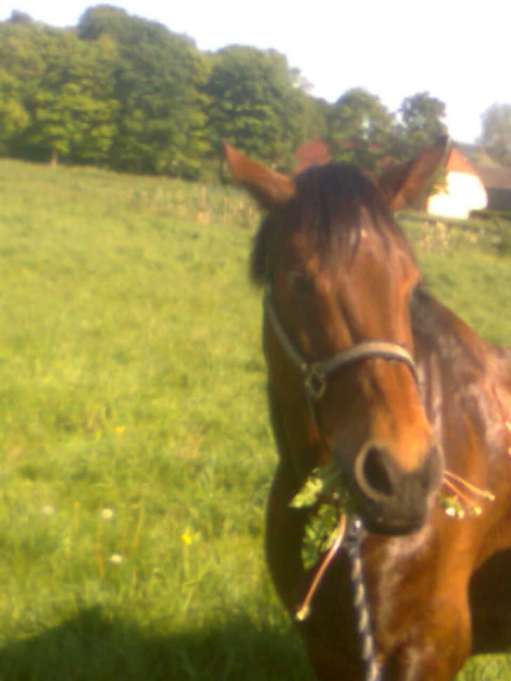 Holstener Chateau billede 4